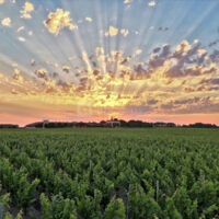 Vue sur le vignoble
