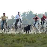 Ferrade en pays