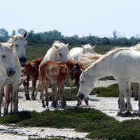 Elevage de chevaux