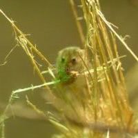 Rat des moissons