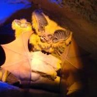 Sidonie la chauve souris