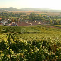 Vignoble