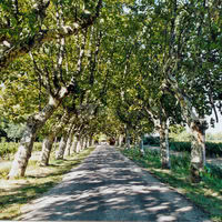 Allée centrale d'entrée