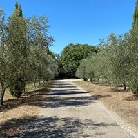 Arrivée par le chemin privé bordé d'oliviers et de cyprès