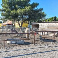 Ballade à poney