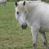 Cheval camargue