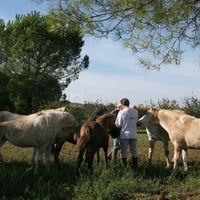 Chevaux camargue