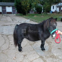 Poney club