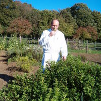 Les herbes du potager