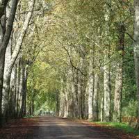 L'allée du château
