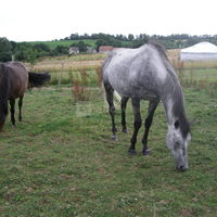 En presence de nos amis les chevaux