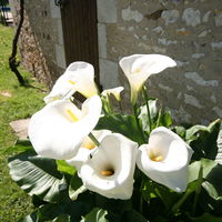 LES ARUMS DE MAI