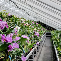 Orchidées Vacherot et Lecoufle