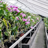 Orchidées Vacherot et Lecoufle