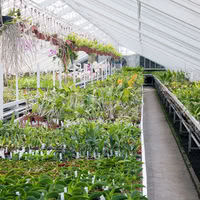 Orchidées Vacherot et Lecoufle