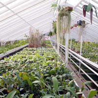 Orchidées Vacherot et Lecoufle