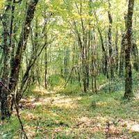 Loisirs : balade dans la forêt de sievens