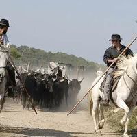 Manade des oliviers