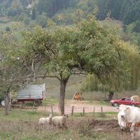 La Ferme des Sapins