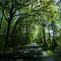 Ecrin de verdure