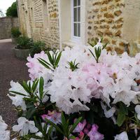 Fleurissement du domaine