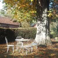 Le marronnier