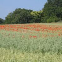 Coquelicots