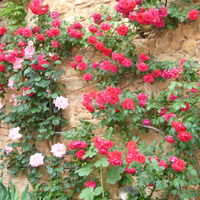 Les fleurs du château