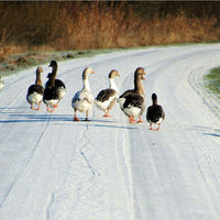Les Salons de la Ferme Aux Oies
