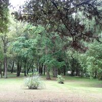 Parc boisé
