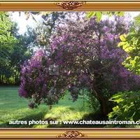 La nature du parc devant le chateau