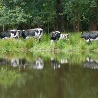 La vache bordelaise de Giscours