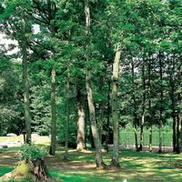 Le Grand Monarque