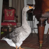 Leçon de piano