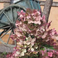 Hydrangéas