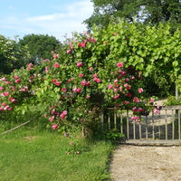 Les roses du prieuré