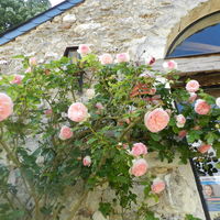 Les roses du prieuré
