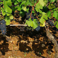 Château de Santenay