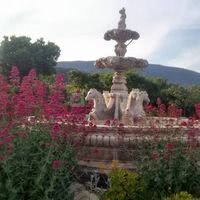 Floraison en Foret