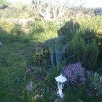Floraison en Foret