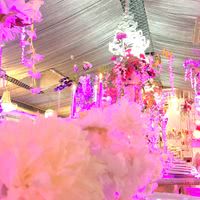 Salon Organza