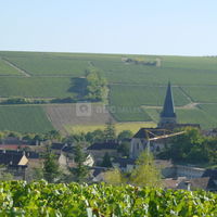 Vignoble
