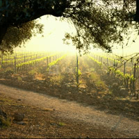 Vignes de printemps