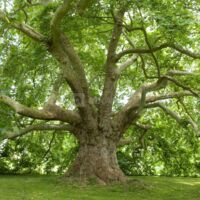 Le Platane Hybride : Arbre Remarquable