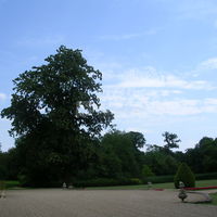 Vue