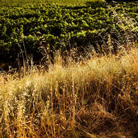 La nature du Domaine Le Mas de So