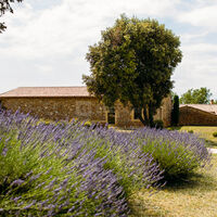 Authentique Mas provençal entre lavandes, oliviers, cigales...