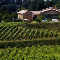 Au milieu des vignes