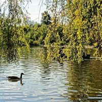 Bernache sur le lac