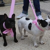 Même les Toutous !!!